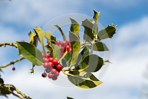 Common holly or Ilex Aquifolium plant in Zurich in Switzerland