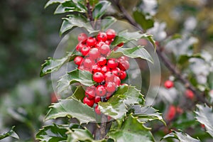 common holly, .Ilex aquifolium red berries closeup selective focus