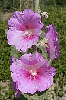 Common hollyhock