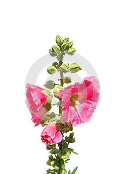 Common hollyhock (Alcea rosea)