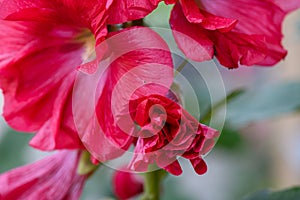 Common hollyhock, Alcea rosea King Henry VIII Red, budding flower