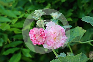 Common hollyhock or Alcea rosea ornamental dicot flowering plant with blooming light to dark pink flowers and closed flower buds