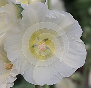Common hollyhock, Alcea rosea, white flower