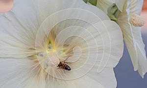 Common hollyhock, Alcea rosea, yellow-white flower with honeybee
