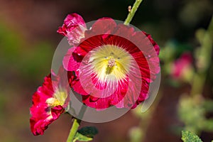 Common hollyhock - latin Alcea rosea - ornamental dicot flowering plant of family Malvaceae in open park garden in summer