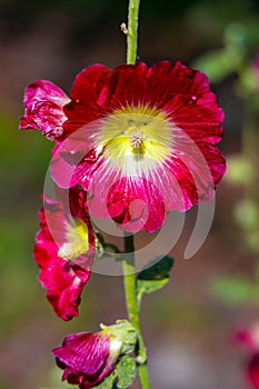 Common hollyhock ornamental dicot flowering plant of family Malvaceae in open park garden