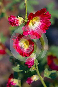 Common hollyhock ornamental dicot flowering plant of family Malvaceae in open park garden during summer