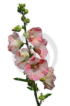 Common Hollyhock on white background