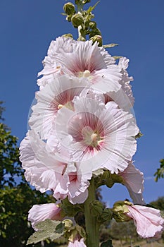 Common hollyhock at white flowers