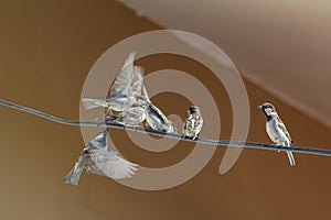 Sparrows during fight