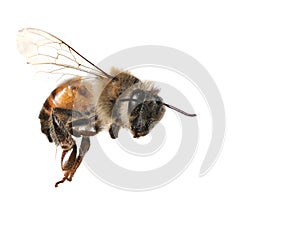 Common Honeybee on White Background