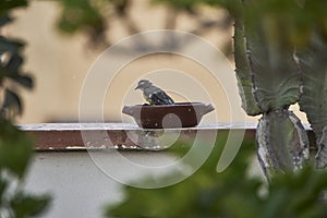 Common Honeyeater (Coereba flaveola). Free-ranging bird taking a bath photo