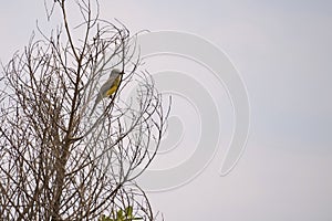 Common Honeyeater (Coereba flaveola). Bird in the wild waiting to eat photo