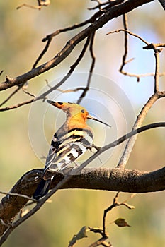 Common hoopoe