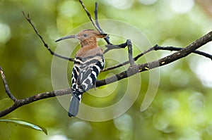 Common Hoopoe