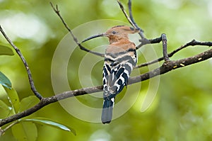 Common Hoopoe