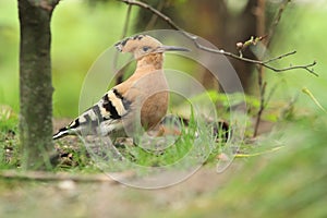 Common hoopoe