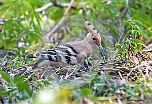 Common Hoopoe bird