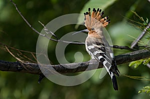 A common hoopoe bird