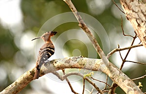 Common Hoopoe  bird resting on a tree branch