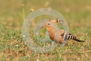 Common Hoopoe or Eurasian Hoopoe Upupa epops