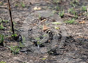 Common Hoopoe on the Ground