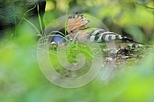 Common hoopoe