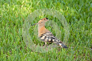A Common hoopoe on the ground foraging
