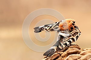 Common hoopoe
