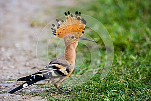 Common hoopoe with his head feathers up in Kaziranga National Park photo