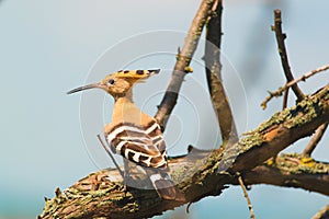 Common Hoopoe or Upupa epops, the beautiful brown bird on a tree branch