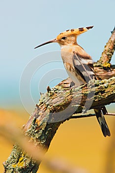 Common Hoopoe or Upupa epops, the beautiful brown bird on a tree branch