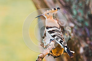 Common Hoopoe or Upupa epops, the beautiful brown bird on a tree branch