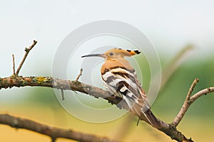 Common Hoopoe or Upupa epops, the beautiful brown bird on a tree branch