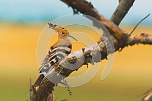 Common Hoopoe or Upupa epops, the beautiful brown bird on a tree branch