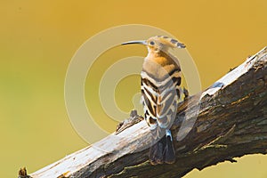 Common Hoopoe or Upupa epops, the beautiful brown bird on a tree branch