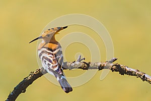 Common Hoopoe or Upupa epops, the beautiful brown bird on a tree branch