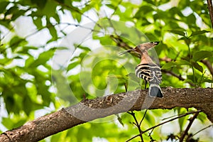 Common Hoopoe, Upupa epops, bird, perched on tree branch