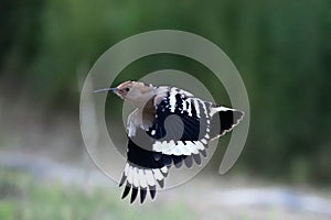 Common hoopoe or upupa got caught napping and had to run