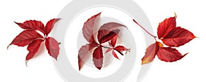 Common hop or humulus lupulus red fall leaves isolated on white background. Set of autumn leaves as a seasonal design element. Top