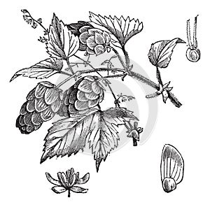 Common hop or Humulus lupulus vintage engraving