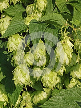 Common hop,leaves and flowers