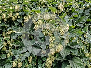 Common hops, or climbing hops â€” a species of herbaceous perennial plants of the genus hops. 
Latin name: Humulus lupulus