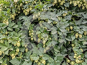 Common hops, or climbing hops â€” a species of herbaceous perennial plants of the genus hops. 
Latin name: Humulus lupulus