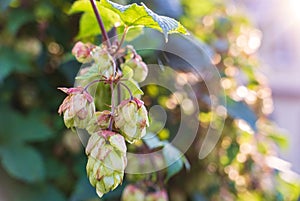 Common hops (Humulus lupulus). Close-up of flowers, cones, saplings