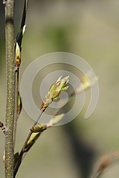 Common hornbeam