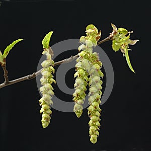 Common hornbeam, Carpinus betulus, blossoms