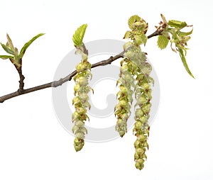 Common hornbeam, Carpinus betulus, blossoms