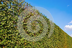 Common hornbeam hedge and blue sky