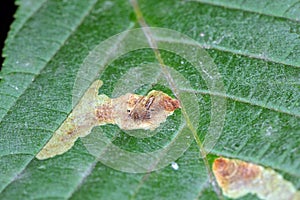 Common horse-chestnut Aesculus hippocastanum leaves damaged by horse-chestnut leaf miner Cameraria ohridella.